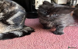 Mixed Breed cats for sale: Very friendly beautiful fluffy kittens  - Image 11