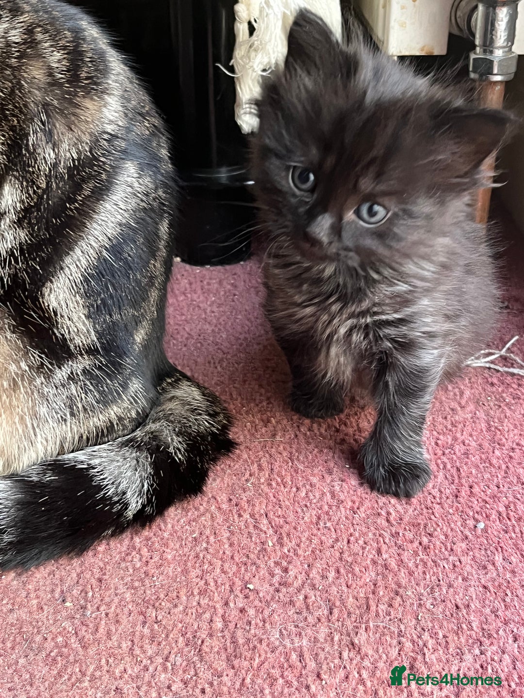 Mixed Breed cats for sale: Very friendly beautiful fluffy kittens  - Image 11