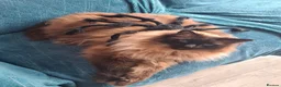 Ragdoll cats for sale: 7 year old Ragdoll male cat in Driffield - Advert 8