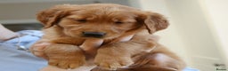 Golden Retriever dogs for sale: KC Registered Championship Line Golden Retrievers - Advert 28