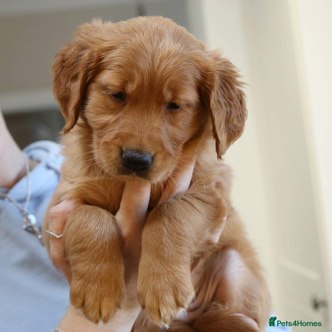 Golden Retriever dogs for sale: KC Registered Championship Line Golden Retrievers - Advert 28