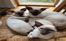 Siamese cats for sale: Female Siamese  - Image 5