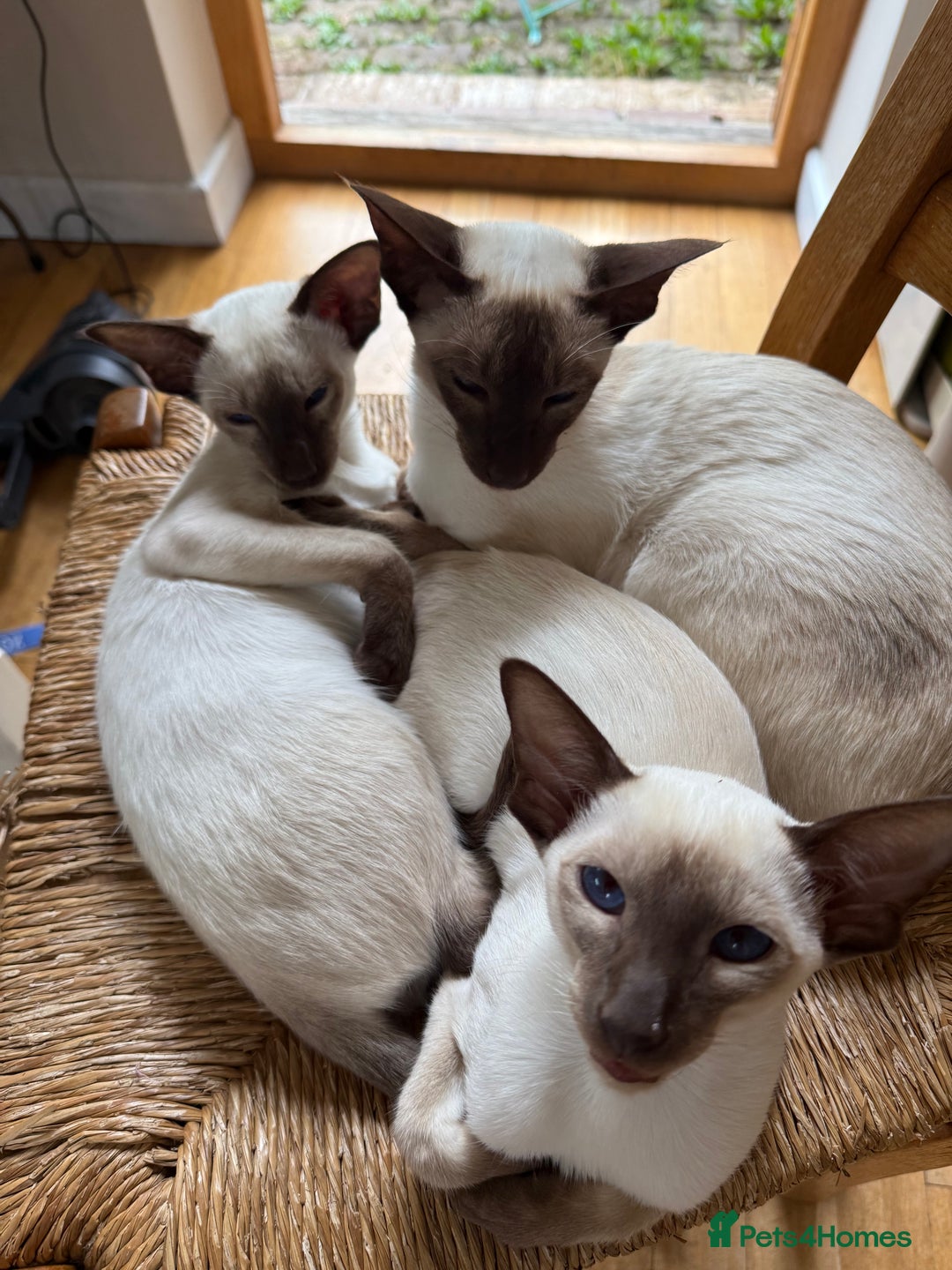 Siamese cats for sale: Female Siamese  - Image 5