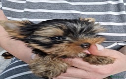 Yorkshire Terrier dogs for sale: Two Amazing Boys!!! in Halesowen - Image 1