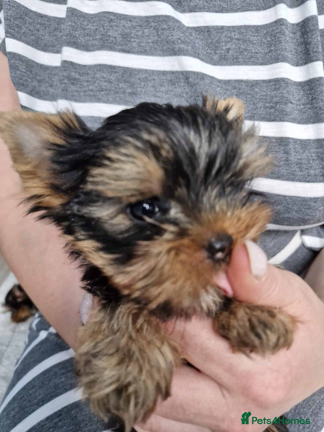 Yorkshire Terrier dogs for sale: Two Amazing Boys!!! in Halesowen - Image 1