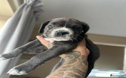 Cane Corso dogs for sale: Purebred Cane Corso puppies  - Image 13