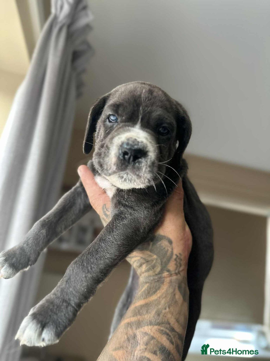 Cane Corso dogs for sale: Purebred Cane Corso puppies  - Image 13