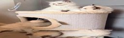 Ragdoll cats for sale: TICA REGISTERED CHAMP LINE EU RAGDOLLS✨️🏆 🩷 - Advert 18