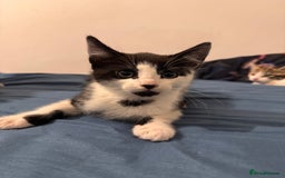 Mixed Breed cats for sale: 5 beautiful kittens  - Image 3