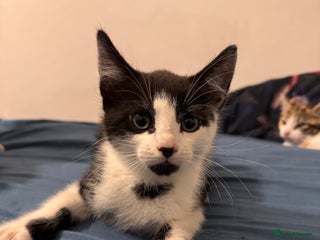 Mixed Breed cats 5 beautiful kittens for 30pounds - Advert 18