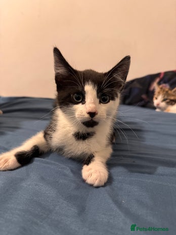 Mixed Breed cats - Advert 12