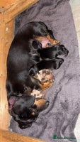 Miniature Dachshund dogs - Advert 15