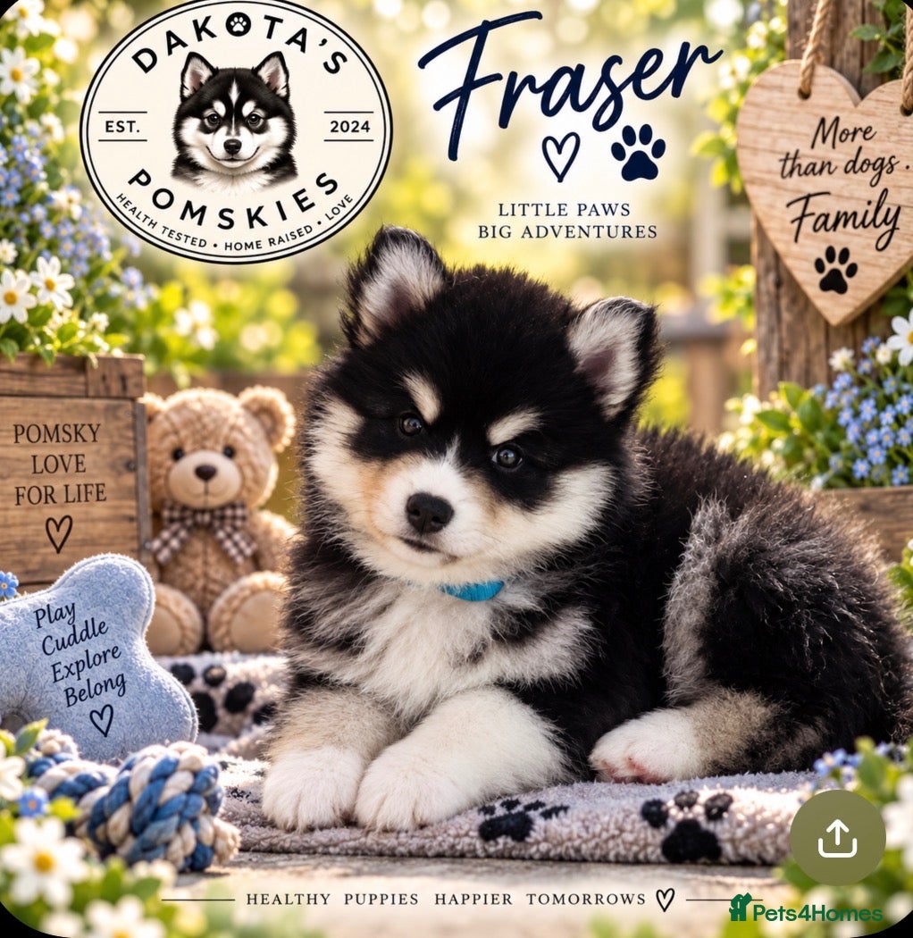 Pomsky dogs Stunning F3 Pomsky Puppies - Advert 1