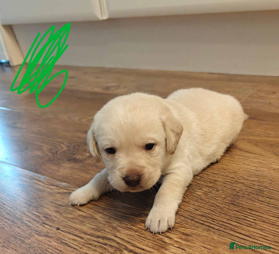 Labrador Retriever dogs for sale: Labrador Retriever Puppies - Image 10