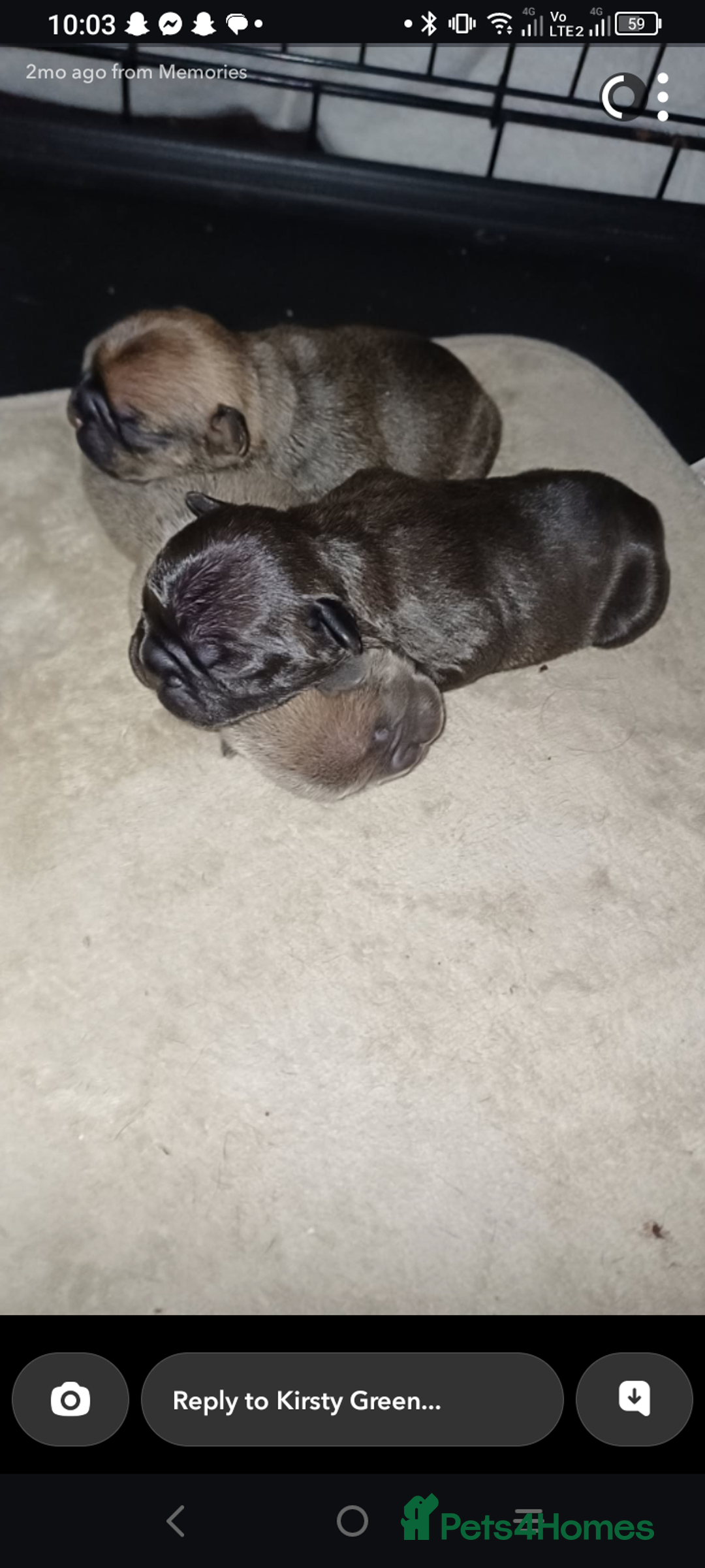 French Bulldog dogs for sale: 🔥 French bulldog 🔥 Black male - Image 5