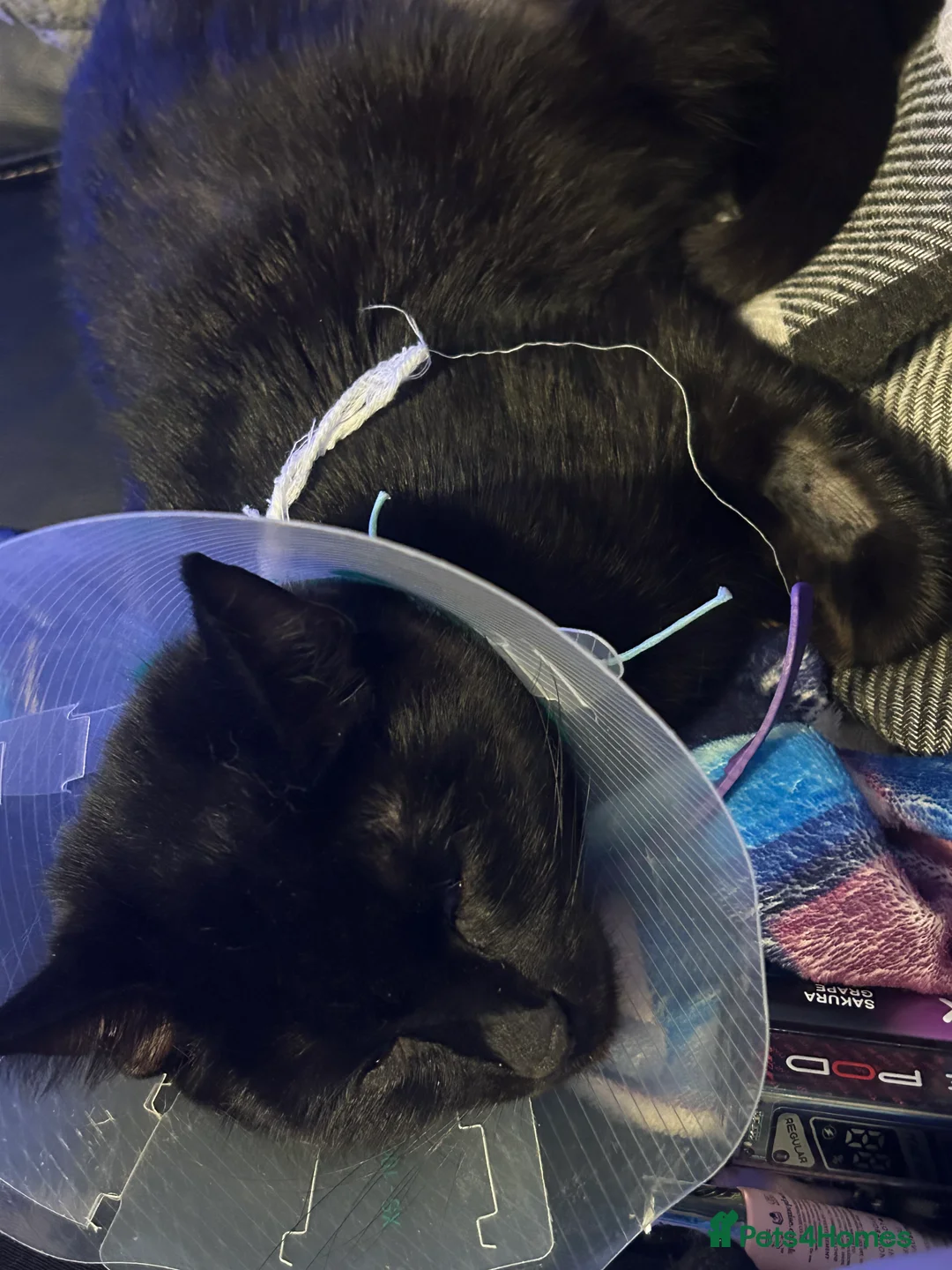 Bombay cats for sale: Sabrina 3YO girl in Bristol - Advert 11