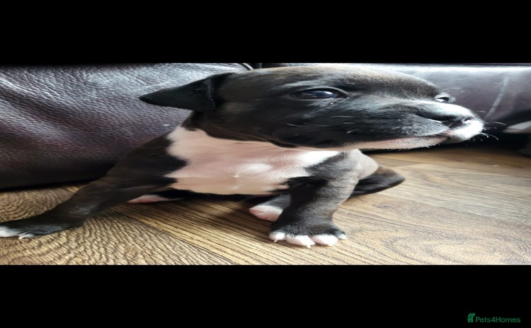Staffordshire Bull Terrier dogs - Advert 8