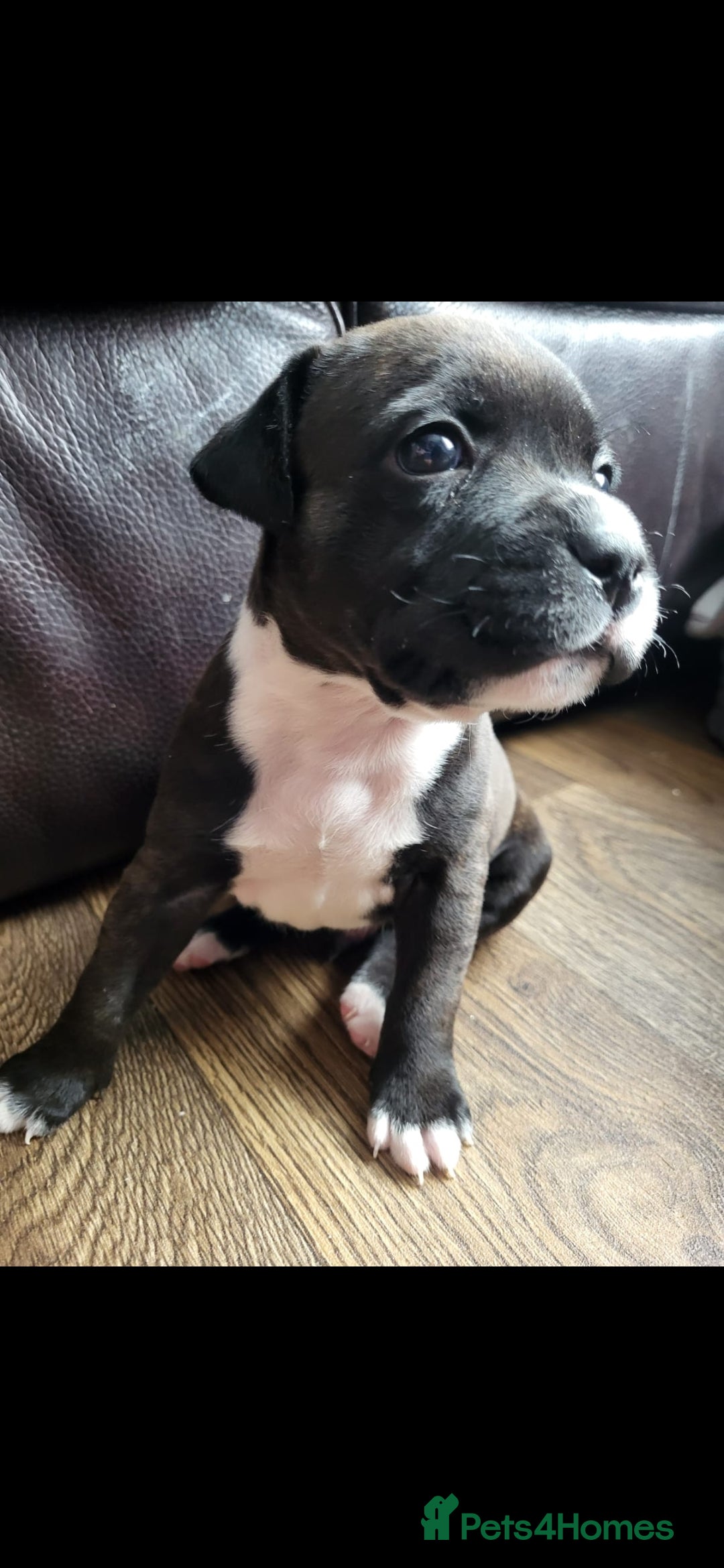 Staffordshire Bull Terrier dogs for sale: KC Reg Staffy Pups – Beautiful Chunky Puppys - Image 13