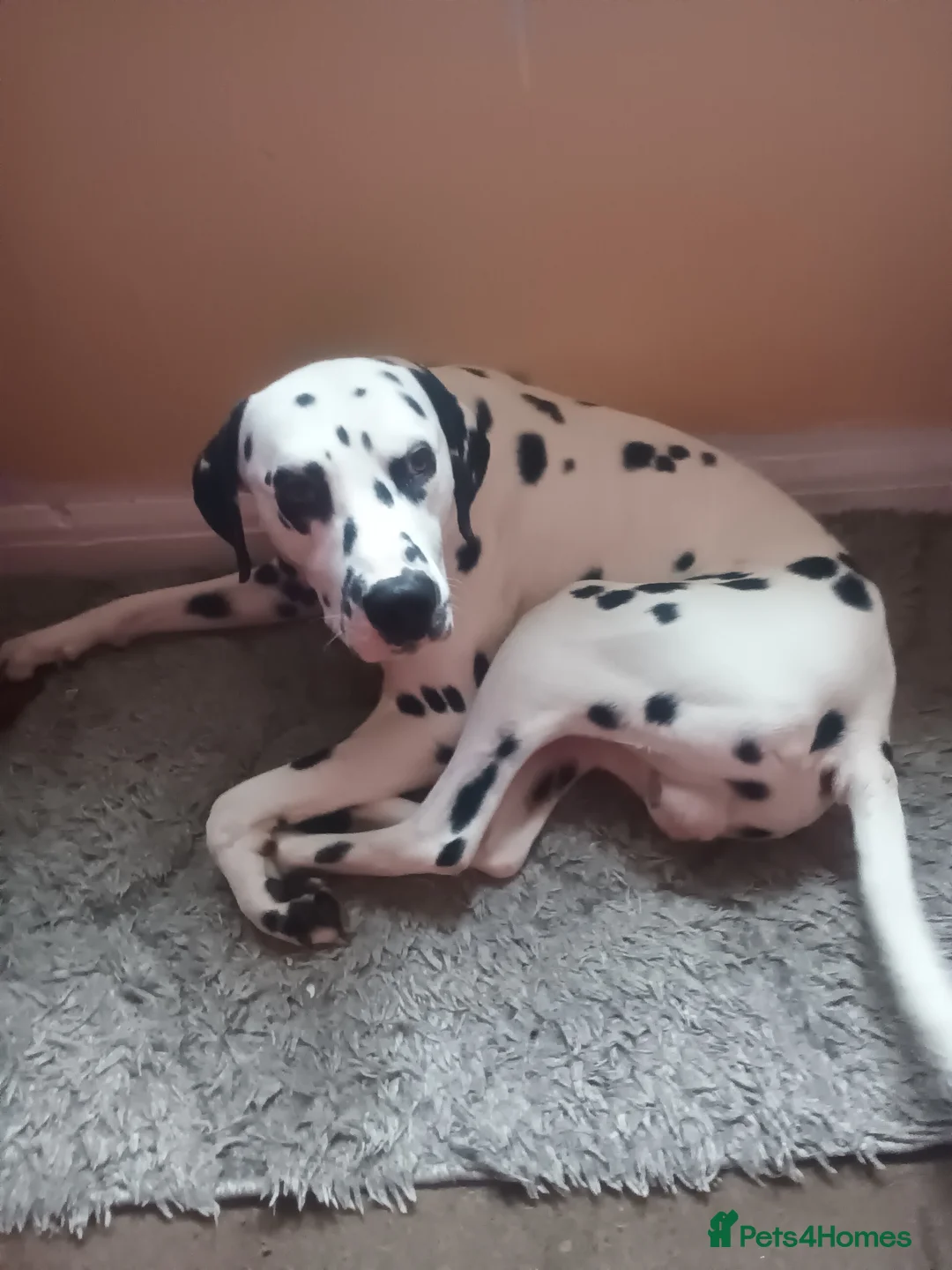 Dalmatian dogs for sale: Pongo - Advert 7