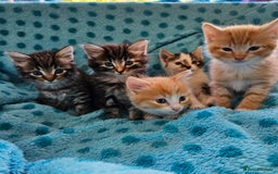 Mixed Breed cats for sale: GINGER GIRL AND TABBY BOY  - Image 8