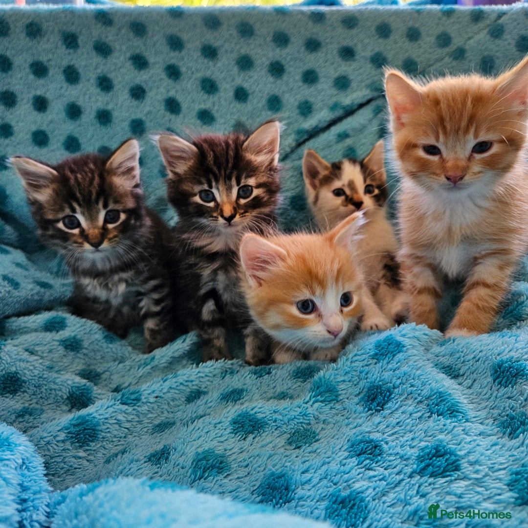 Mixed Breed cats for sale: GINGER GIRL AND TABBY BOY  - Image 8