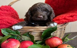 Sproodle dogs for sale: The apple of my eye - Image 1