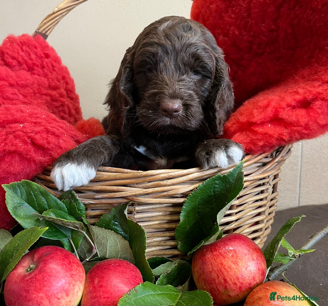 Sproodle dogs for sale: The apple of my eye - Image 1