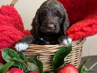 Sproodle dogs - Advert 4