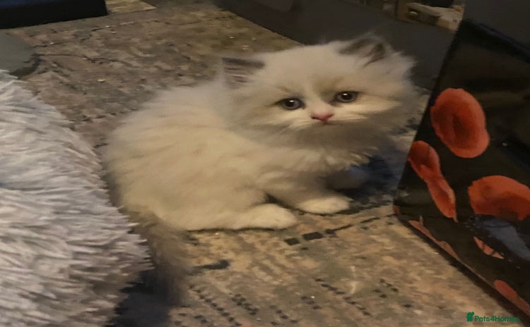 Persian cats - Advert 3