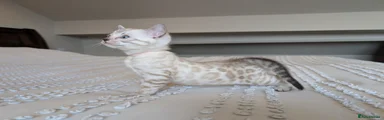 Bengal Kitten 4 🩷 Female