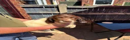 Sprocker dogs for sale: Beautiful litter of sprocker pups - Advert 4