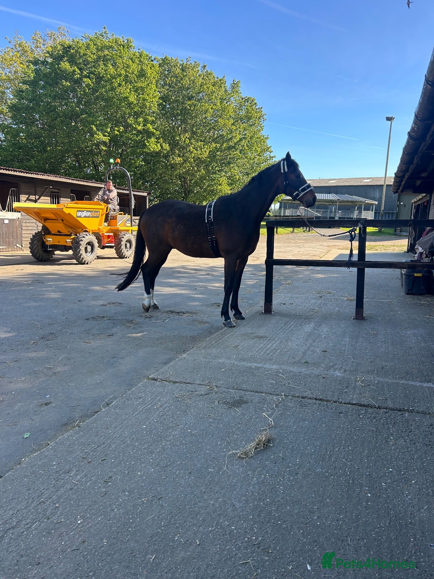 Irish Sports horses All rounder/eventer/show jumper  - Advert 5
