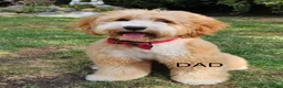 Goldendoodle dogs for sale: Goldendoodle  - Advert 2