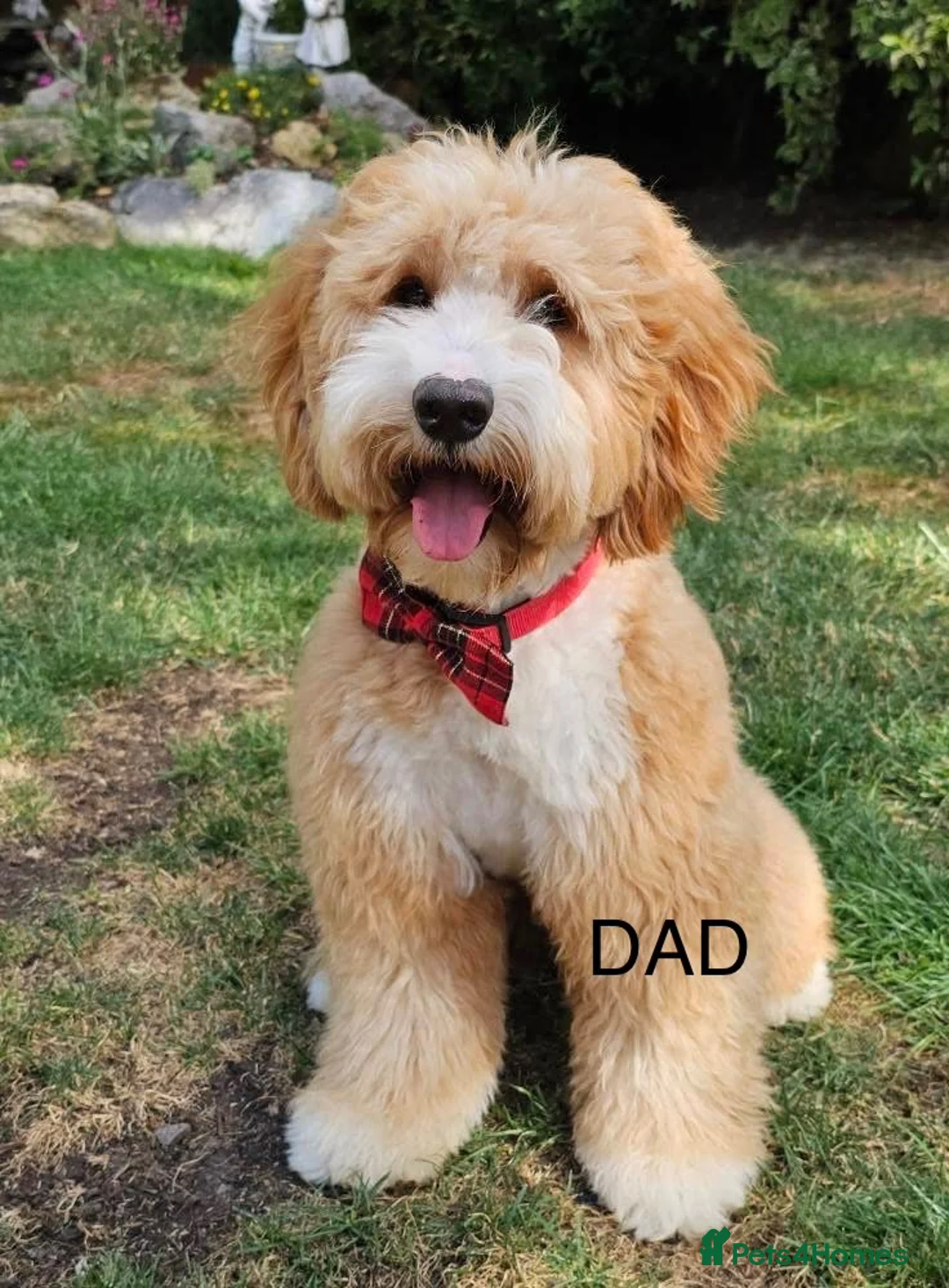 Goldendoodle dogs for sale: Goldendoodle  - Advert 2