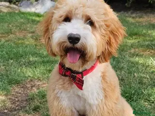 Goldendoodle dogs Goldendoodle - Advert 6
