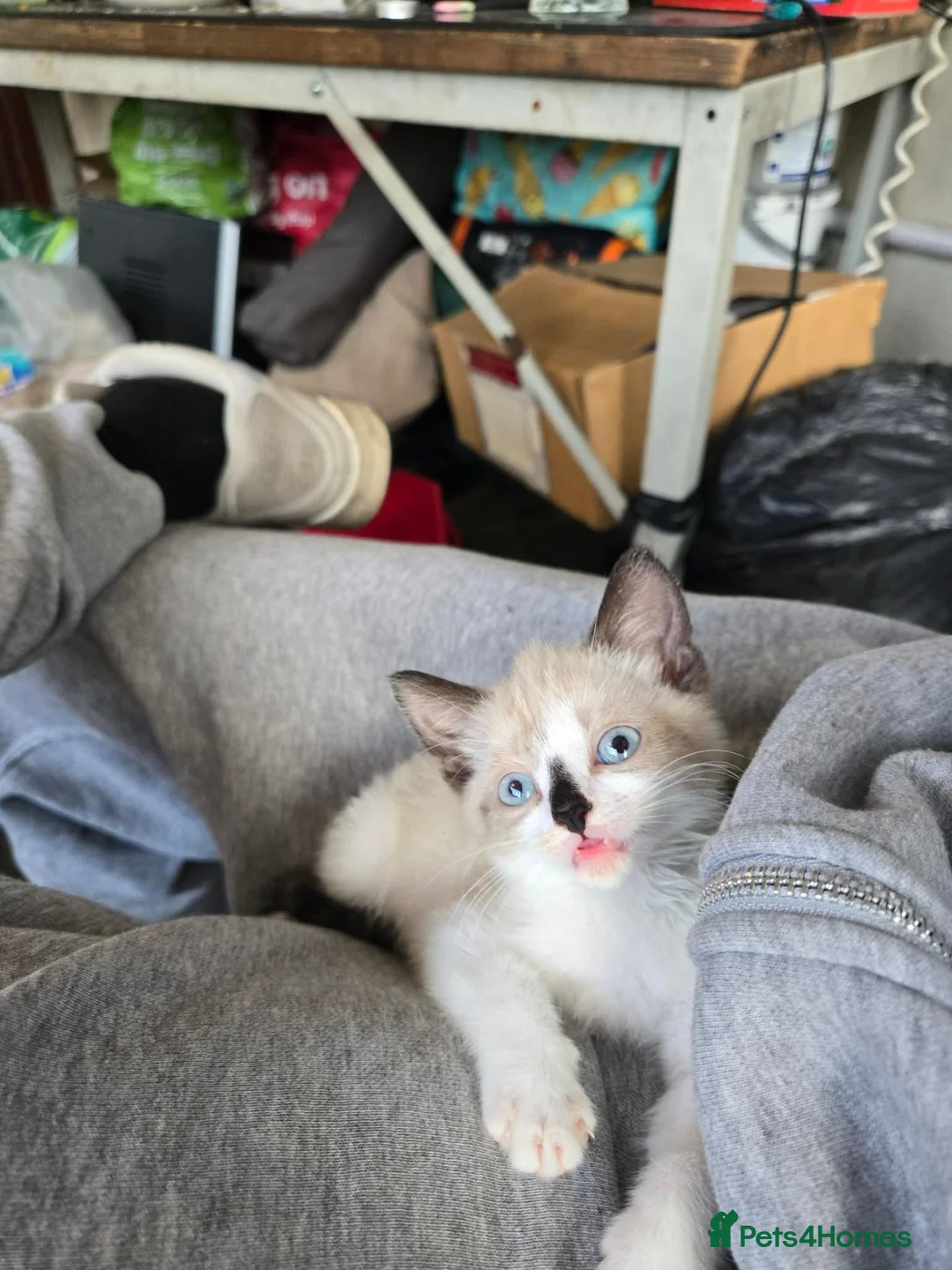 Mixed Breed cats for sale: Gorgeous seal point  in Walsall - Advert 1