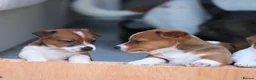 Jack Russell dogs for sale: *** 5 stunning puppies available *** - Advert 9