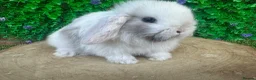 Mini Lop rabbits for sale: Stunning purebred mini lop bucks ready to reserve - Advert 4