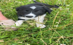 Border Collie dogs for sale: Loving homes wanted in Narberth - Image 15