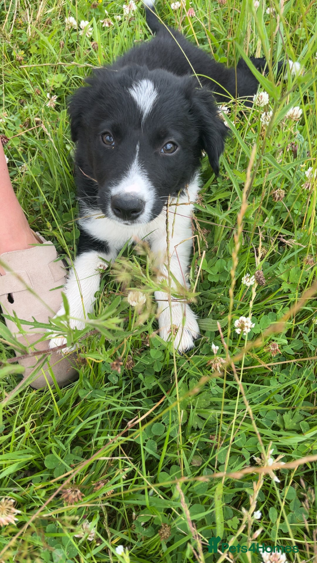 Border Collie dogs for sale: Loving homes wanted in Narberth - Image 15