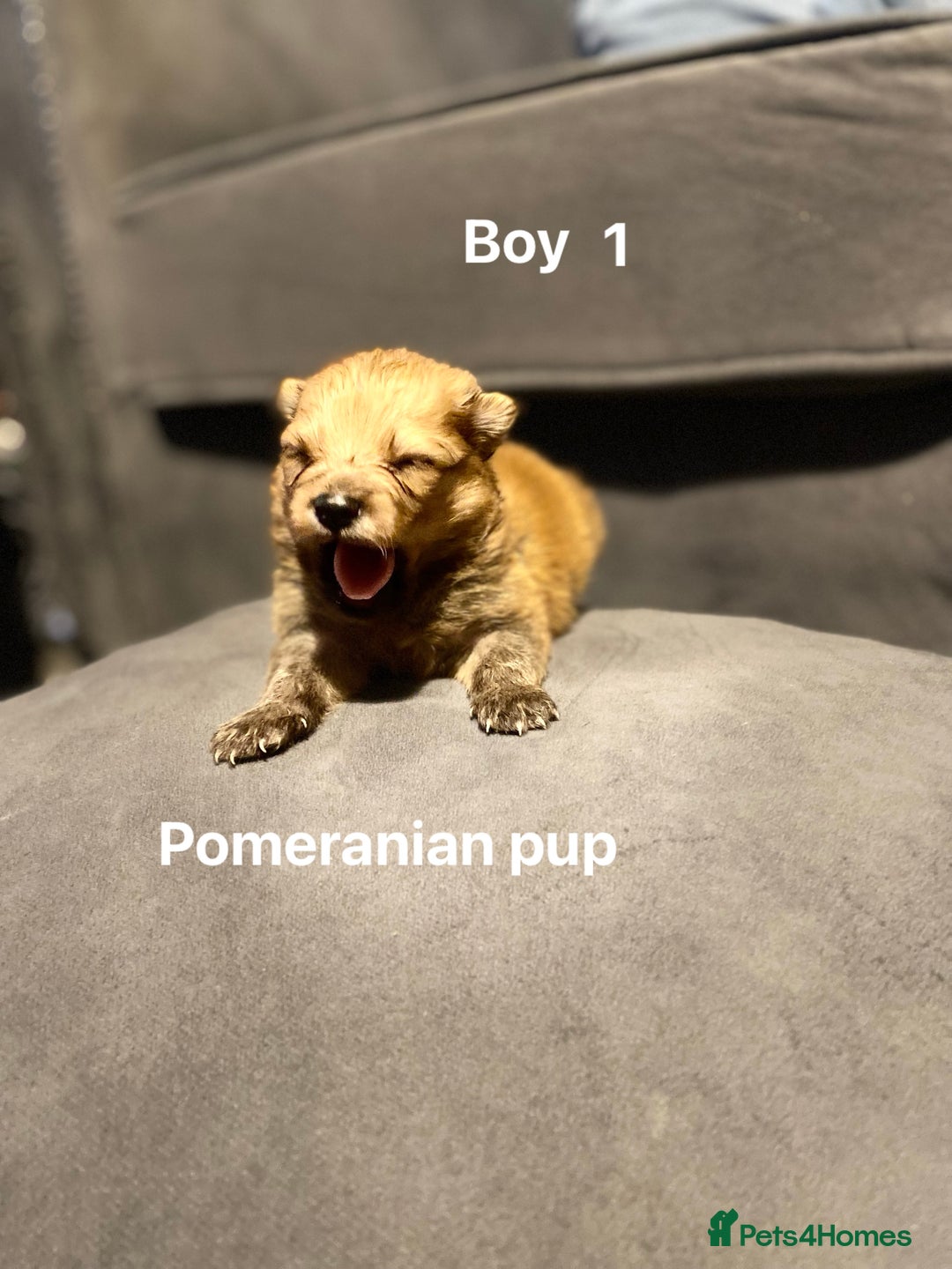 Pomeranian dogs for sale: Pomeranian pups available  - Image 3