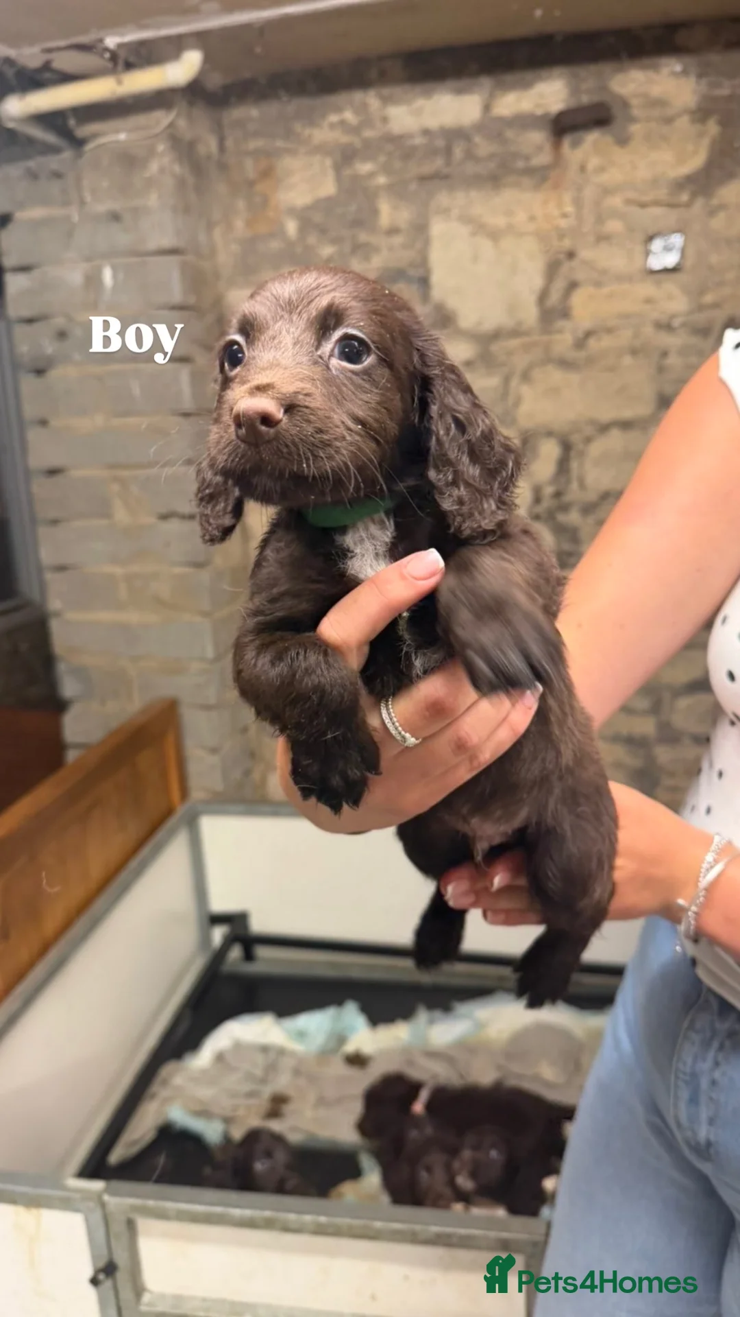 Sprocker dogs for sale: Sprocker spaniel puppies - Advert 2