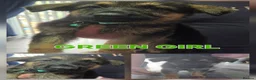 German Shepherd dogs for sale: German shepherd puppy's  - Advert 3
