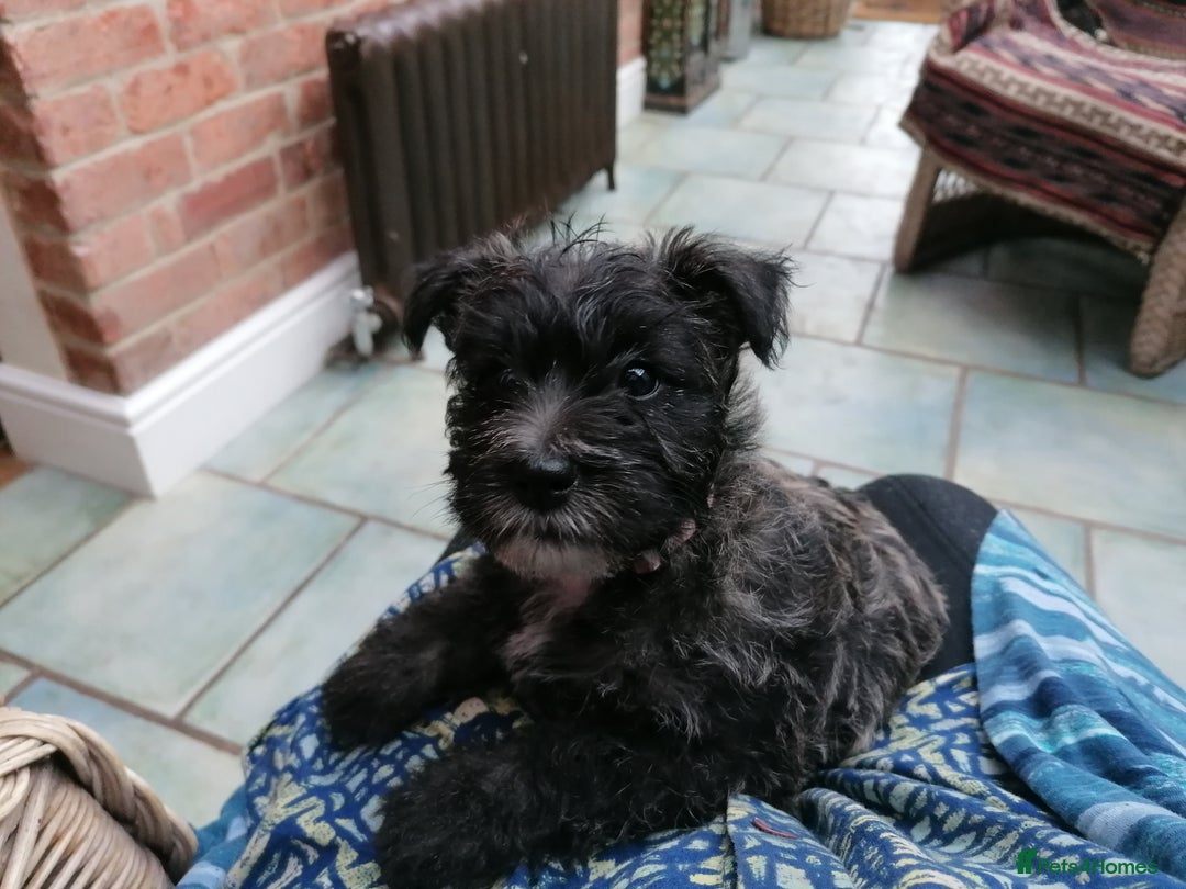 Mixed Breed dogs for sale: Wairns: Westie/ Cairn Pups - Image 12