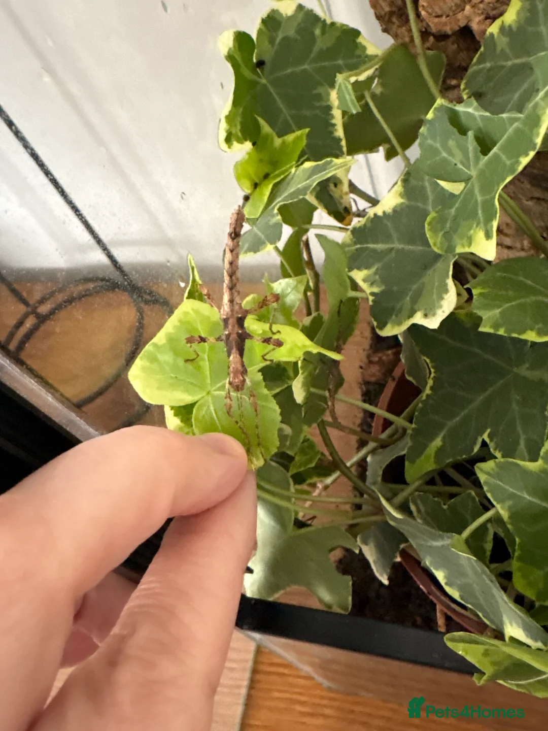 Stick Insects invertebrates for sale: ‘Sunny’ stick insects  in Swindon - Advert 2