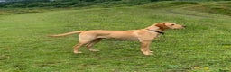 Labrador Retriever dogs for stud: Fox red Labrador ,stud duties (PROVEN) in Hengoed - Advert 5