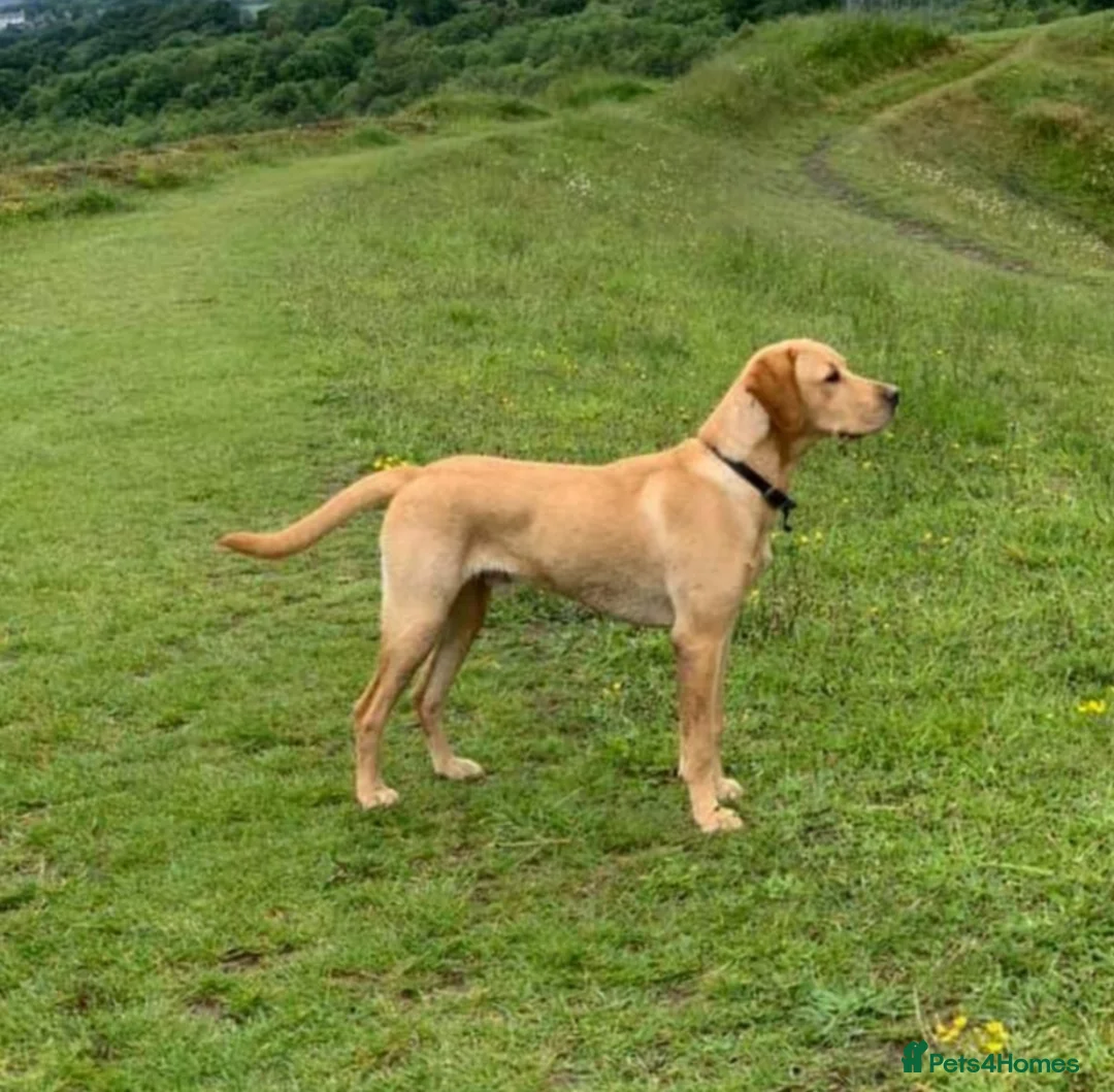 Labrador Retriever dogs for stud: Fox red Labrador ,stud duties (PROVEN) in Hengoed - Advert 5