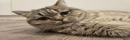 Mixed Breed cats for sale: Scottish Straight Cross Kittens  - Advert 9