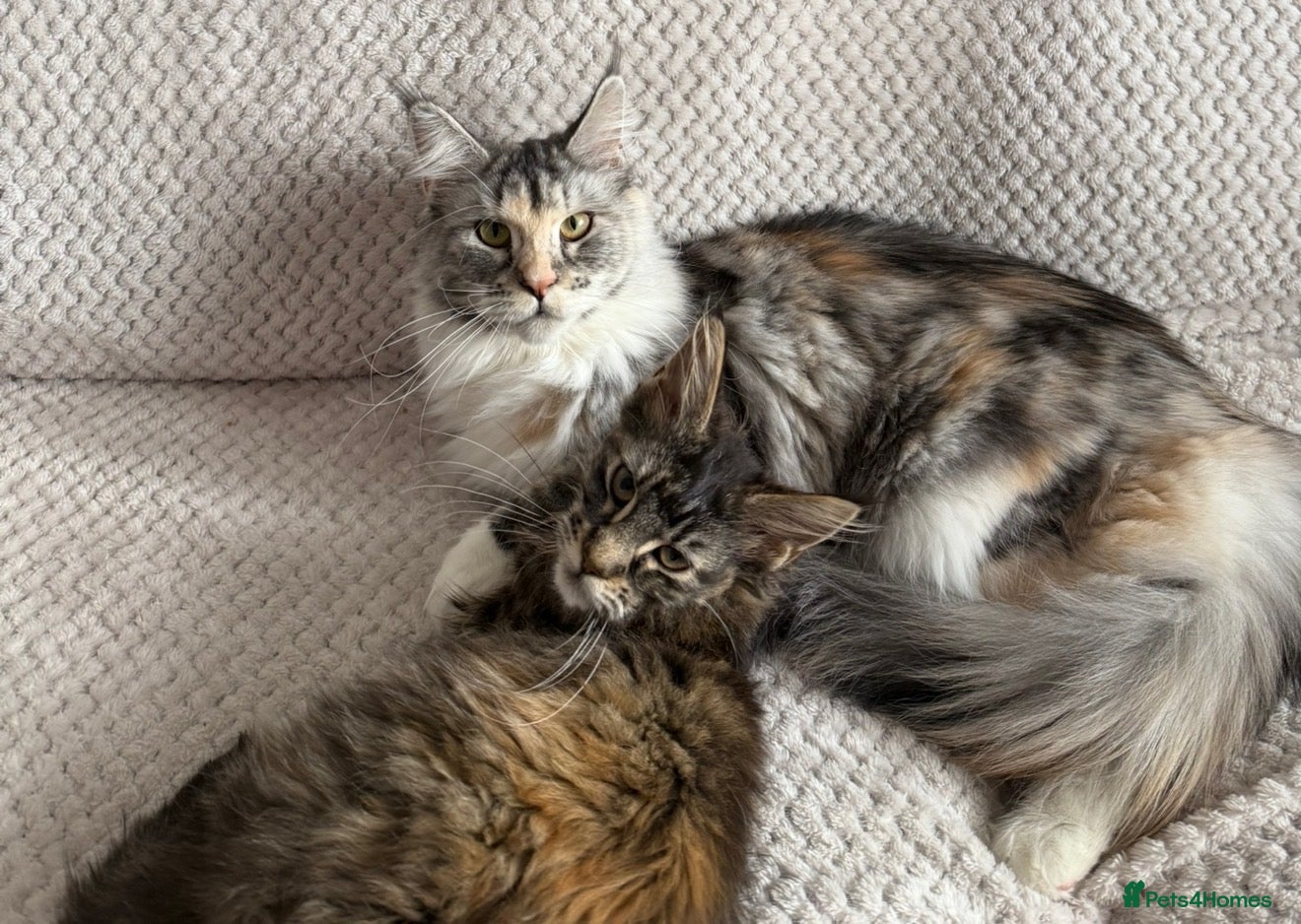 Maine Coon cats Tica active silver tortie Maine coon queen! - Advert 1