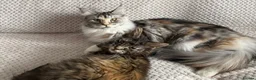 Maine Coon cats for sale: Tica active silver tortie Maine coon queen! - Advert 1